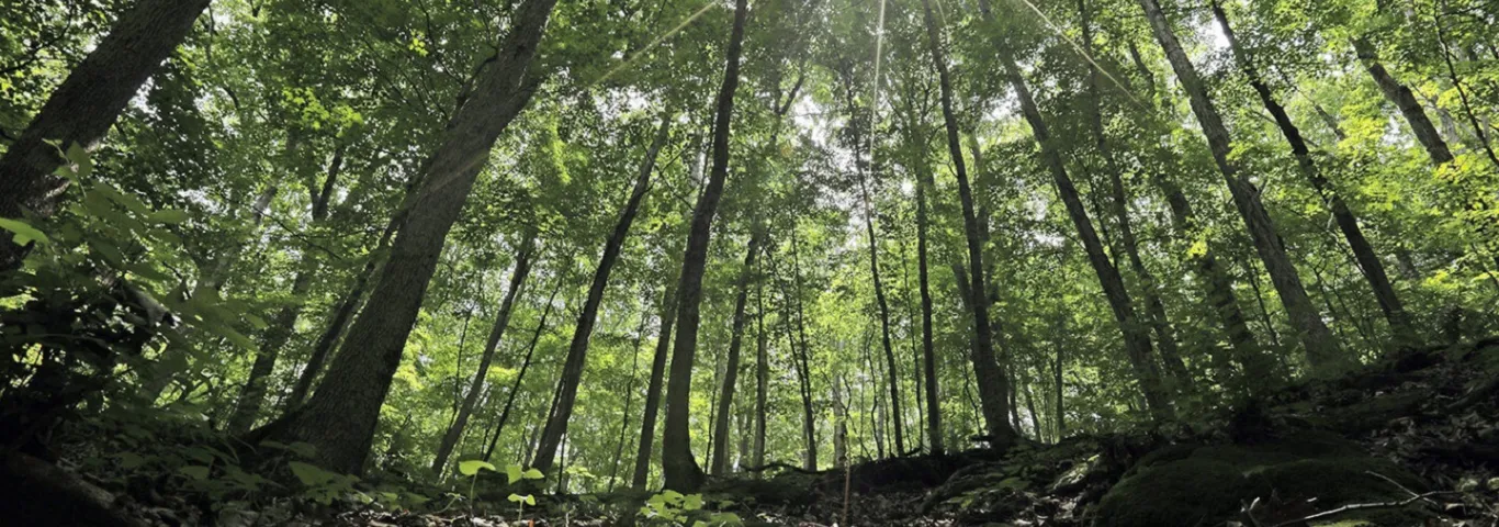 New Center for the Environment begins work